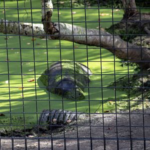 Pygmy Hippo Exhibit