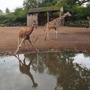 Rothschild's giraffes (Giraffa camelopardalis rothschildi), 2023-10-13