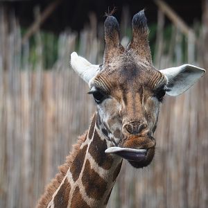 Rothschild's giraffe (Giraffa camelopardalis rothschildi), 2023-10-13