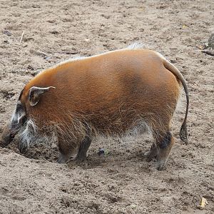 Red river hog (Potamochoerus porcus), 2023-10-13