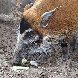 Red river hog (Potamochoerus porcus), 2023-10-13