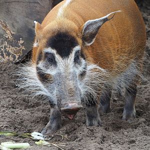 Red river hog (Potamochoerus porcus), 2023-10-13