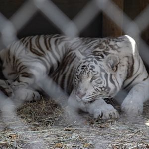 White Tiger