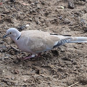 Wild Eurasian collared dove (Streptopelia decaocto), 2023-10-13