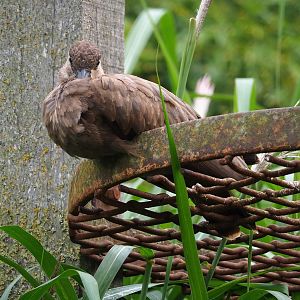 Hamerkop (Scopus umbretta), 2023-10-13