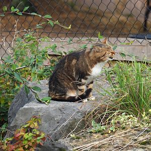 Free-ranging domestic cat (Felis catus), 2023-10-13