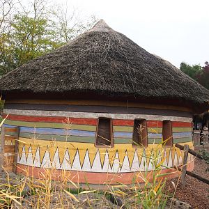 African spurred tortoise barn, 2023-10-13