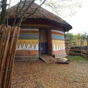 African spurred tortoise barn, 2023-10-13