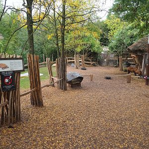 African spurred tortoise, Anglo-Nubian goat and Cameroon sheep walk-through exhibit, 2023-10-13