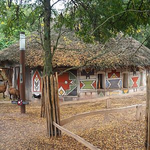 African spurred tortoise, Anglo-Nubian goat and Cameroon sheep walk-through exhibit, 2023-10-13