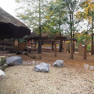 African spurred tortoise, Anglo-Nubian goat and Cameroon sheep walk-through exhibit, 2023-10-13