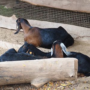 Anglo-Nubian goats (Capra hircus), 2023-10-13