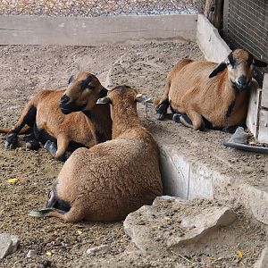 Cameroon sheep (Ovis aries), 2023-10-13