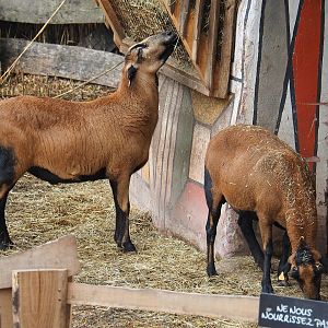 Cameroon sheep (Ovis aries), 2023-10-13