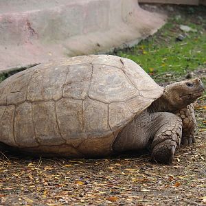 African spurred tortoise (Centrochelys sulcata), 2023-10-13