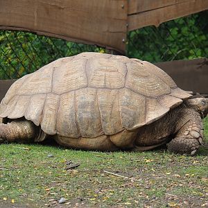African spurred tortoise (Centrochelys sulcata), 2023-10-13
