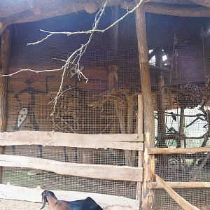 Congo African grey parrot aviary, 2023-10-13