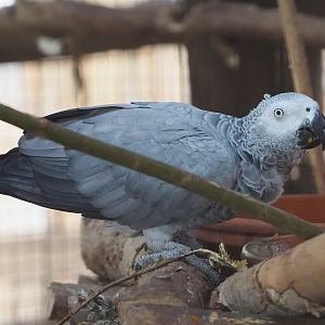 Congo African grey parrot (Psittacus erithacus), 2023-10-13