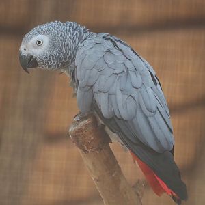 Congo African grey parrot (Psittacus erithacus), 2023-10-13
