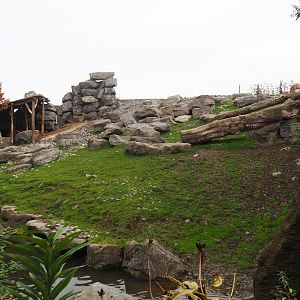 Golden takin exhibit, 2023-10-13