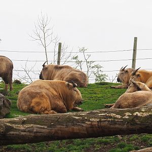 Golden takins (Budorcas taxicolor bedfordi), 2023-10-13