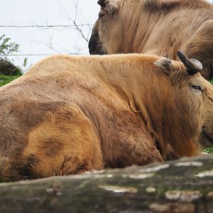 Golden takin (Budorcas taxicolor bedfordi), 2023-10-13