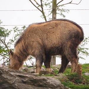 Juvenile Golden takin (Budorcas taxicolor bedfordi), 2023-10-13