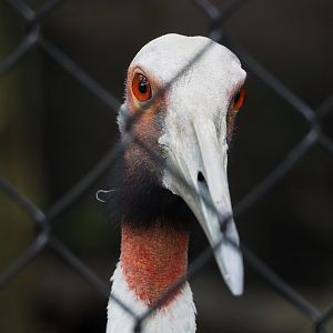 Indian sarus crane (Antigone antigone antigone), 2023-10-13