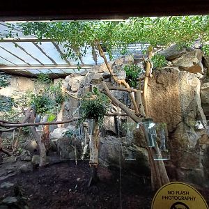 Queensland Koala- enclosure