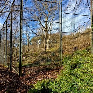 Asiatic Lion- enclosure