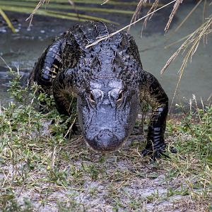 American Alligator