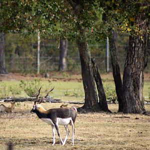 Blackbuck
