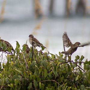 House Sparrows - Florida