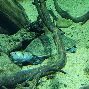 Zoo Knoxville - Erymnochelys madagascariensis