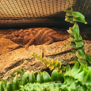 Zoo Knoxville - Furcifer minor
