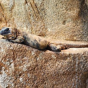 Zoo Knoxville - Sauromalus varius