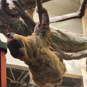 Zoo Knoxville - Southern Two-toed Sloth