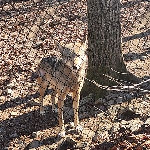 Zoo Knoxville - Red Wolf
