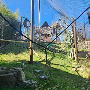 Zoo Knoxville - Langur Landing enclosure