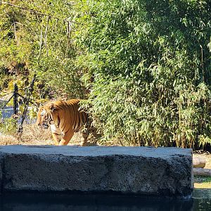 Zoo Knoxville - Malayan Tiger