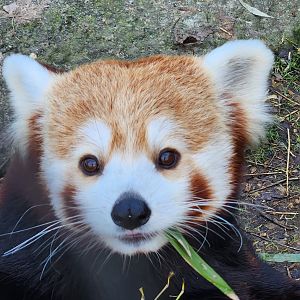 Zoo Knoxville - Red Panda