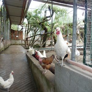 Bioparc Genève - Northern bald ibis walk-through aviary