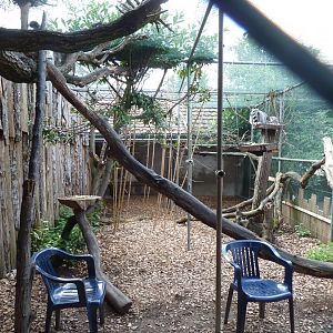Ring-tailed lemur enclosure