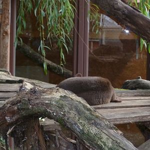 Bioparc Genève - Fossa (Cryptoprocta ferox)