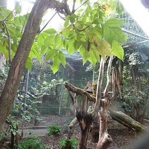 Bioparc Genève - Serval enclosure