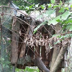 Bioparc Genève - Crab-eating raccoon (Procyon cancrivorus)