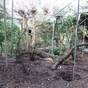 Bioparc Genève - Crab-eating raccoon and raccoon enclosure