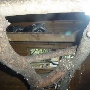 Bioparc Genève - Raccoon (Procyon lotor)