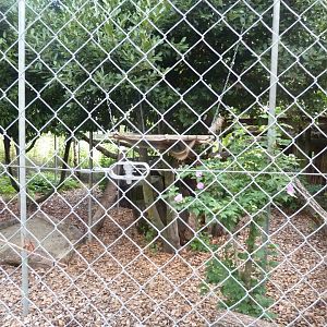 Bioparc Genève - European wildcat enclosure