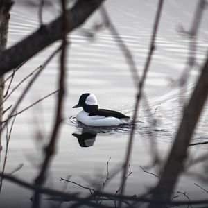Bufflehead - Alaska
